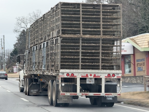 His word, Chicken Truck Metaphor