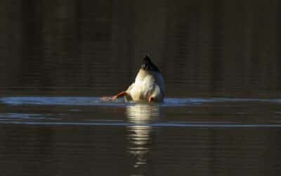 duck bottom