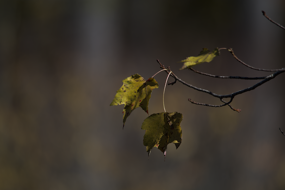 Bring into Focus